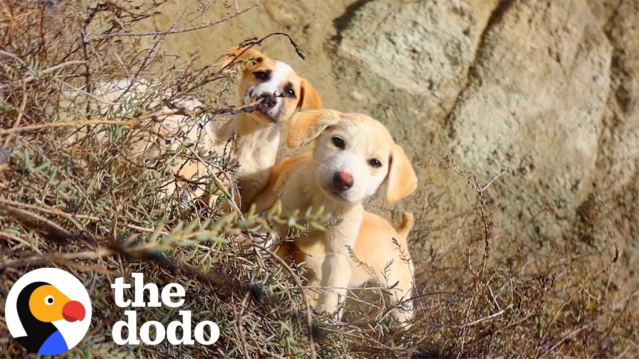 Couple Stumbled On Stray Puppies In Italy | The Dodo