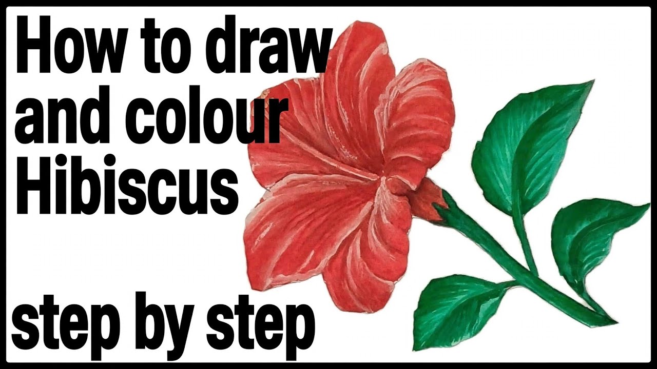 Hibiscus mein step by step colour