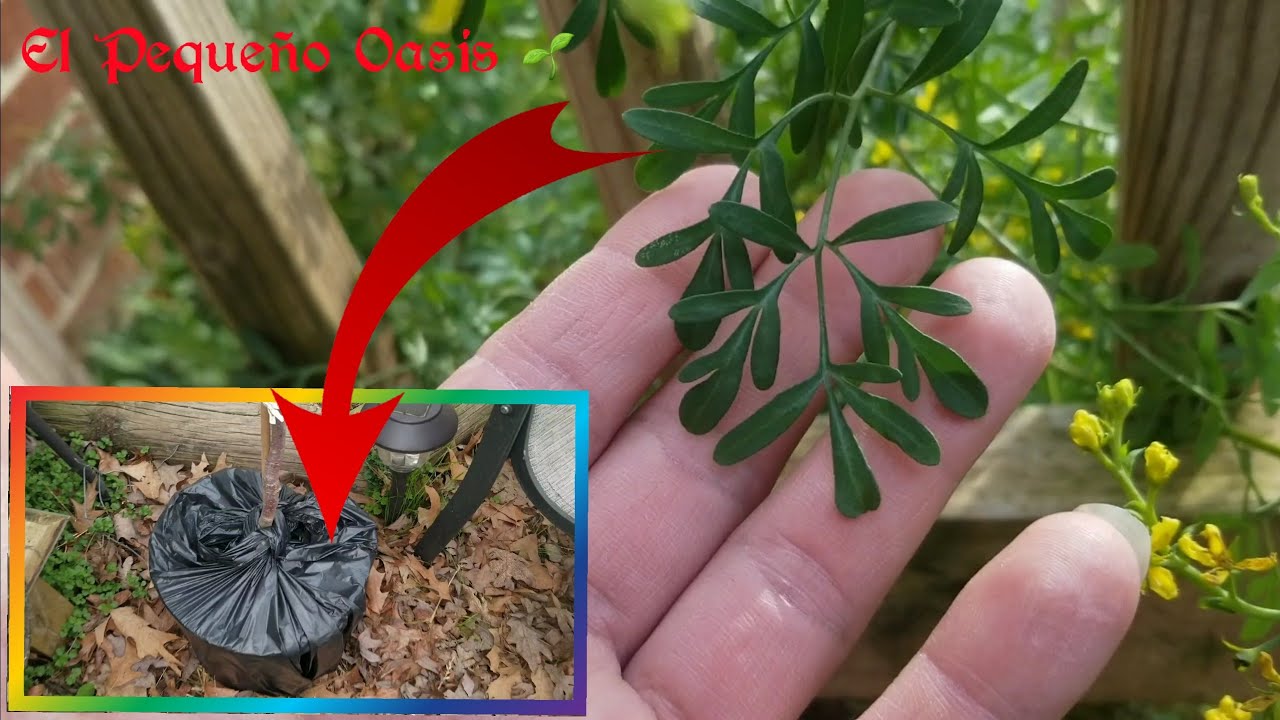 RECORRIDO por el JARDIN de El Peque&ntilde;o Oasis 🌱