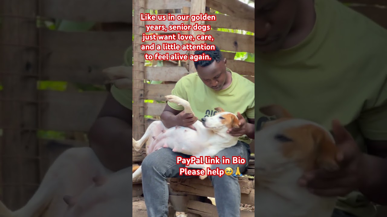 Do Senior Dogs DESERVE a Second Chance at Happiness? #inthestars #rescuedogs #shorts #rescuelife