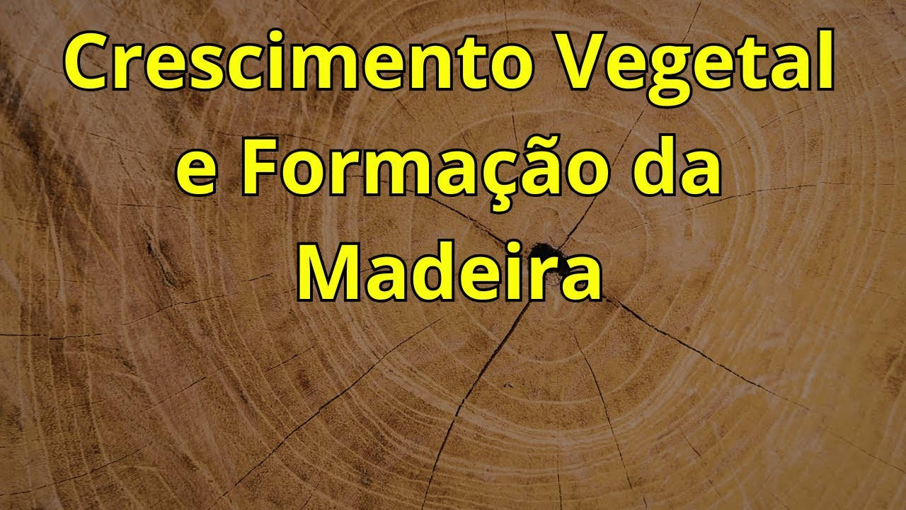 Crescimento Vegetal e Formação da Madeira: Introdução para concursos e ENEM
