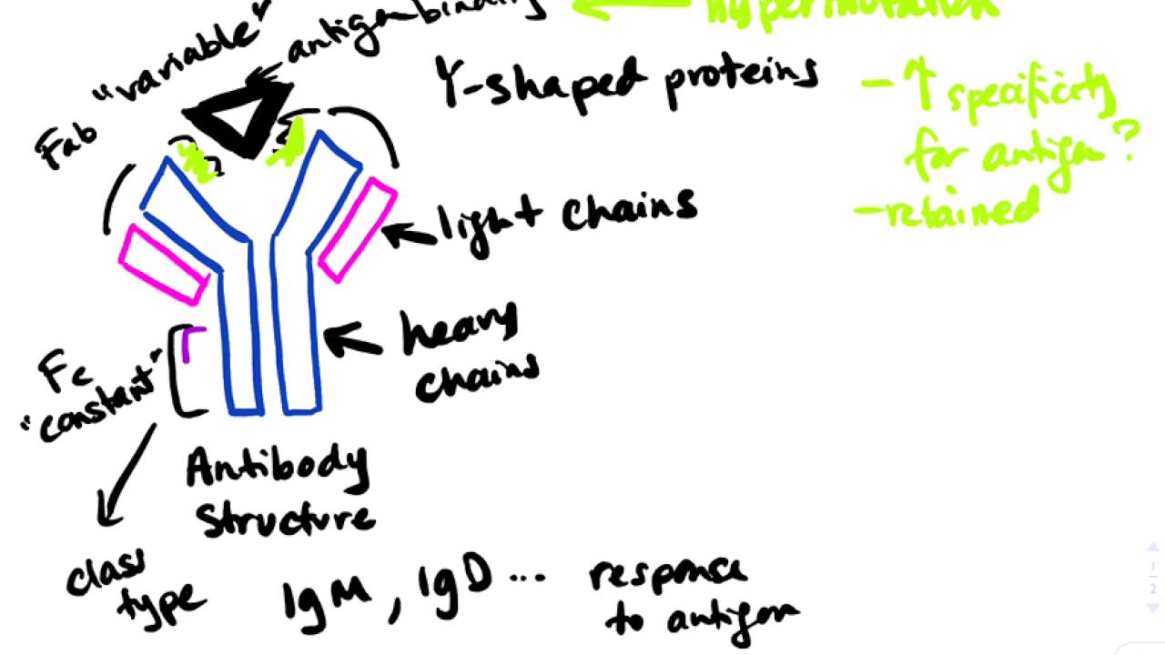 Antibody structure - brief tutorial