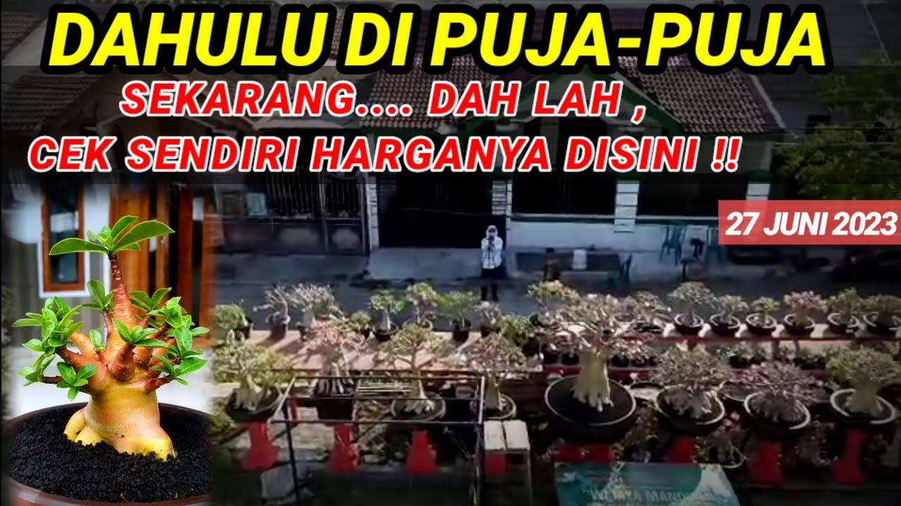 Dahulu Di Puja , Sekarang Cek Sendiri Saja Harga adenium berbagai jenis  #adenium