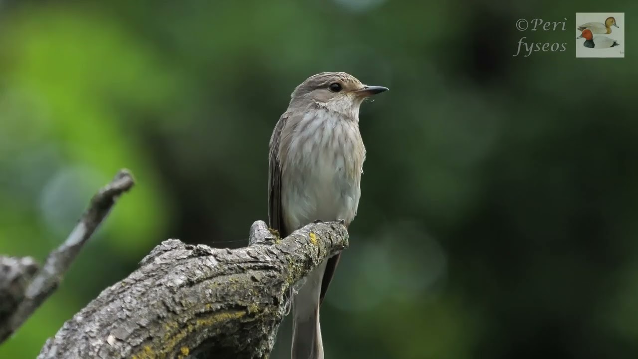 Il Pigliamosche e i suoi atteggiamenti -The Flycatcher and his attitudes (Muscicapa striata)
