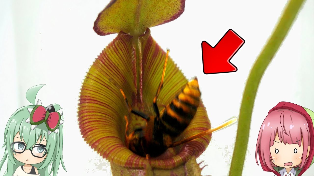 「スズメバチ VS 食虫植物」 戦わせてみたら奇跡のハプニングが.. (ウツボカズラ編)　【食虫植物TV】