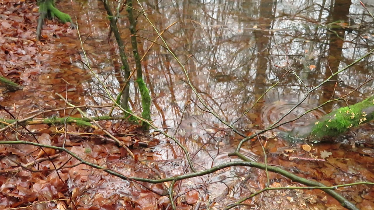 Ruhe Film Waldsee an einer historischen Wasserstelle am Sternweg