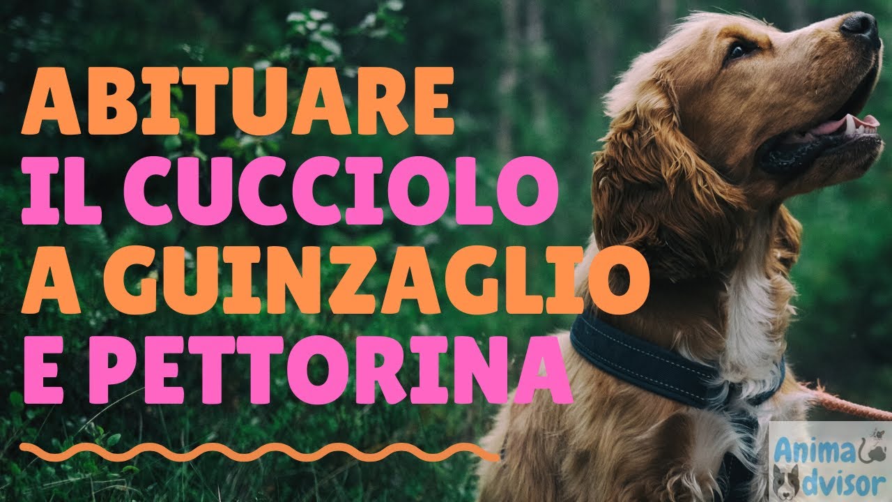 COME ABITUARE IL CUCCIOLO AL GUINZAGLIO E ALLA PETTORINA/COLLARE