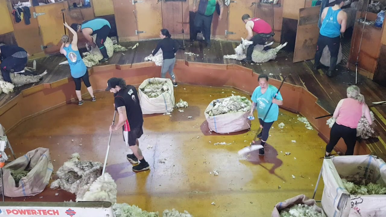 Sheep shearing At Pirinoa station martys Nz 2019