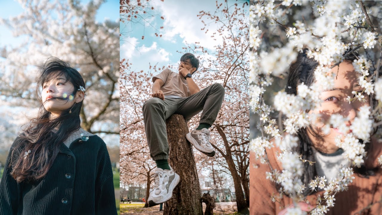 伦敦3大樱花公园 ！London cherry blossom photography