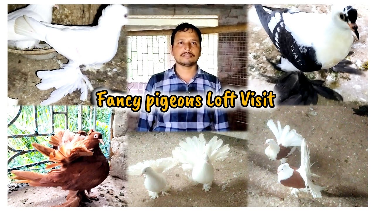 Fancy Pigeons bidding loft visit recent video #smanimalscare99