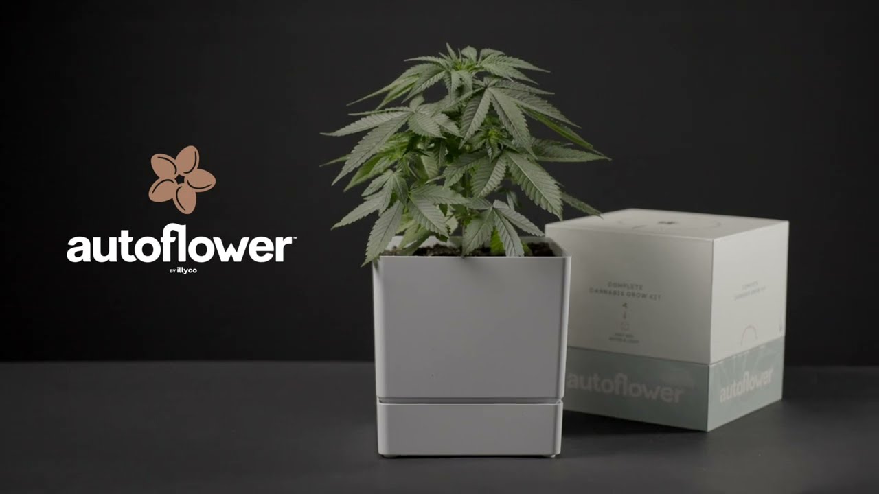 Autoflower complete grow kit