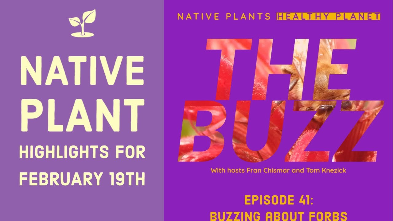 2 Beautiful February Native Plants