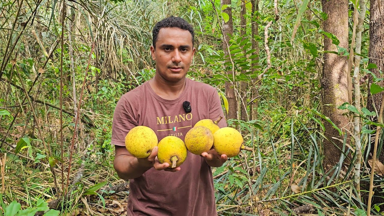 Pegando bacuri nas matas do interior no Maranhão 