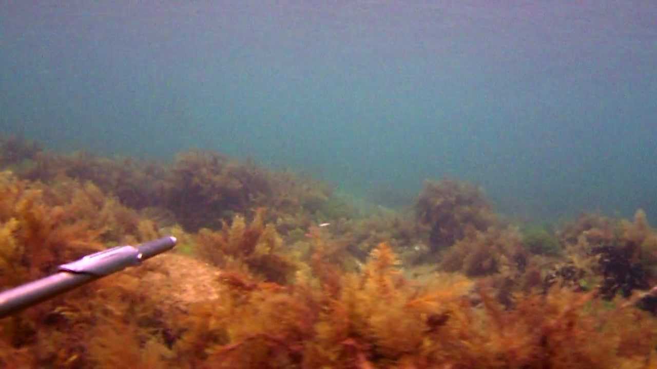 Marmara Zıpkın İle Balık Avı. High Definition. fishing with a harpoon (İsmail DANIŞ)