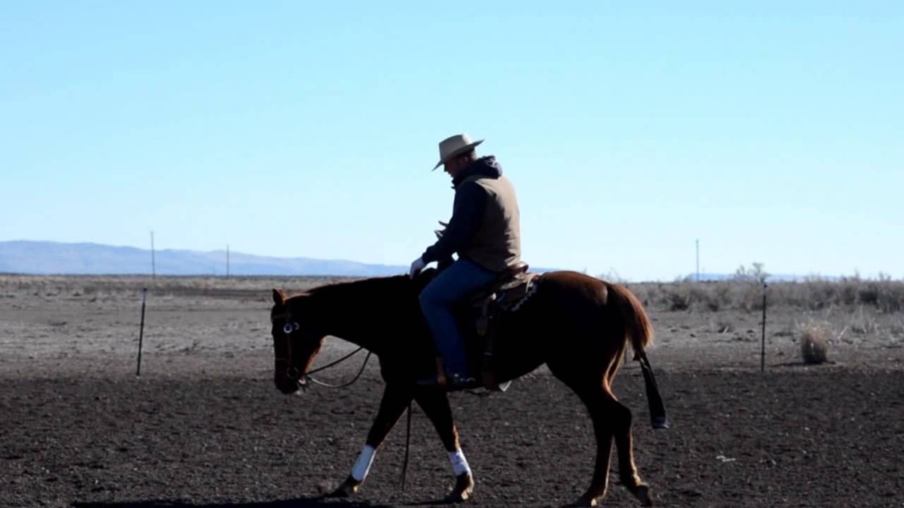 Shoulder Control on Your Horse