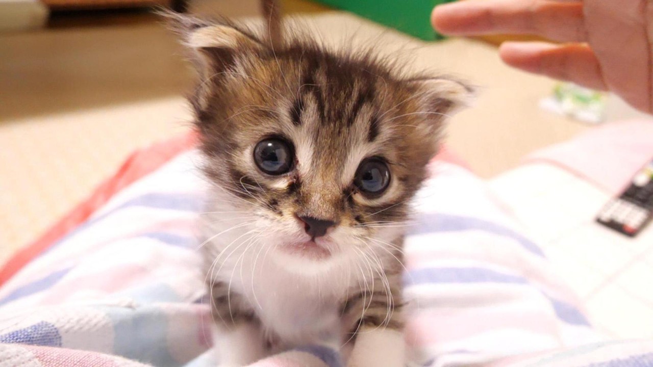 ミルクはまだですか？かわいい鳴き声で赤ちゃん子猫がママにおねだりしてくる？【赤ちゃん猫　保護猫】