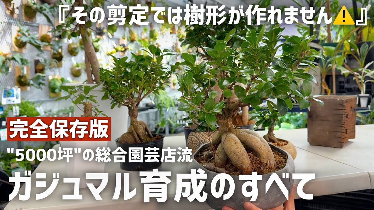 【保存版】観葉植物
