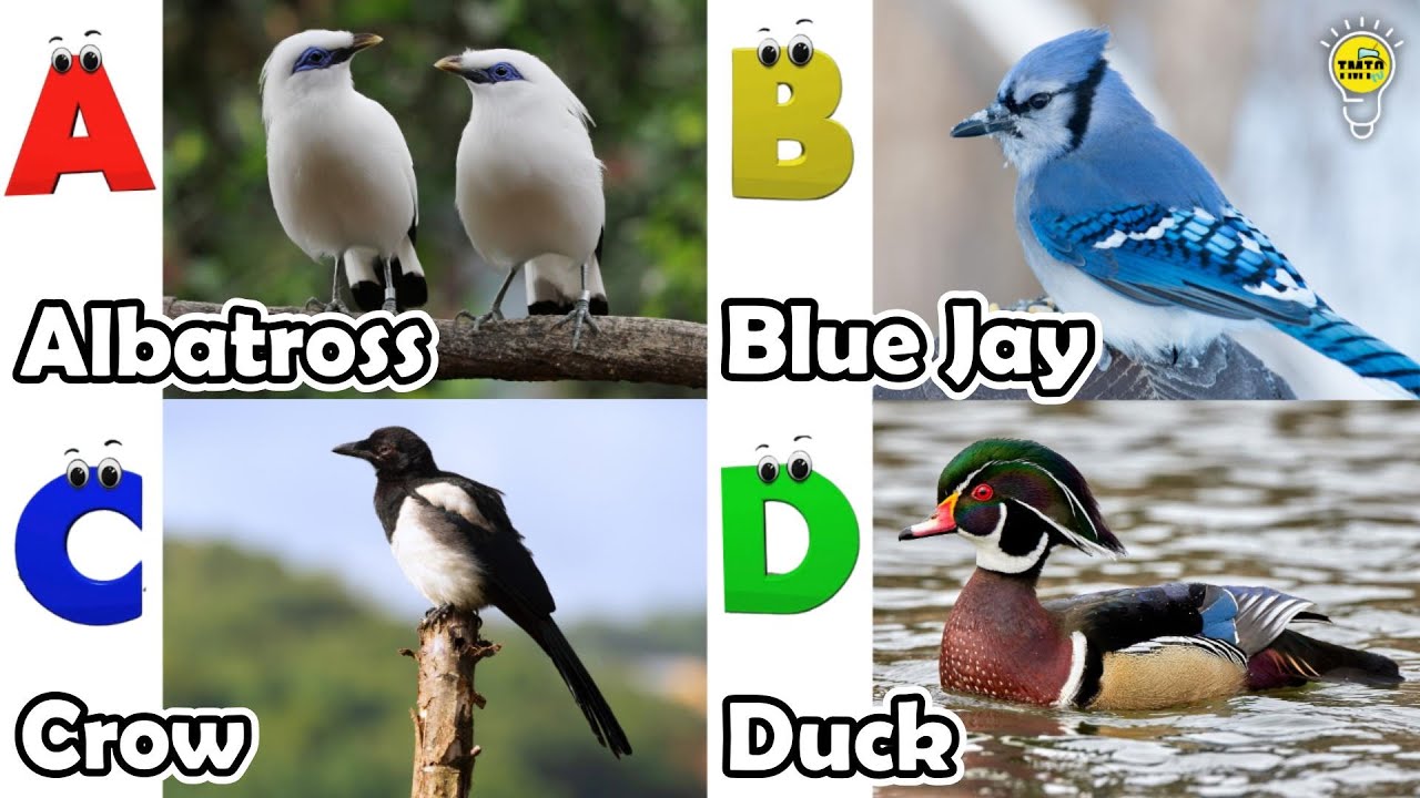 Birds Alphabet Song for Kids | Birds ABC Song | Phonics for Kids | Baby | Alphabet Letters