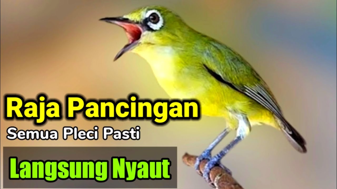 PLECI GACOR suara ngalas - RAJA PANCINGAN ini ahlinya bikin BURUNG PLECI gacor nyaut seketika