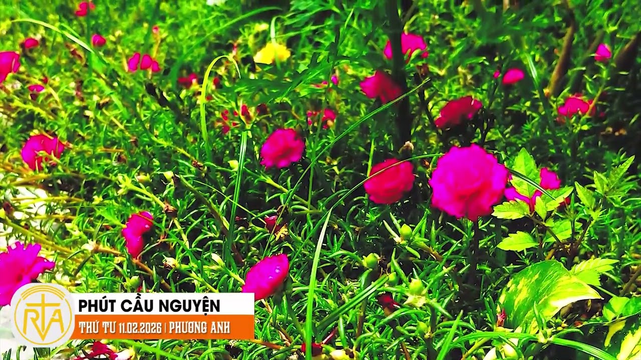 Phút Cầu Nguyện, Thứ Tư 11/02/2026:  Trong vòng tay Mẹ