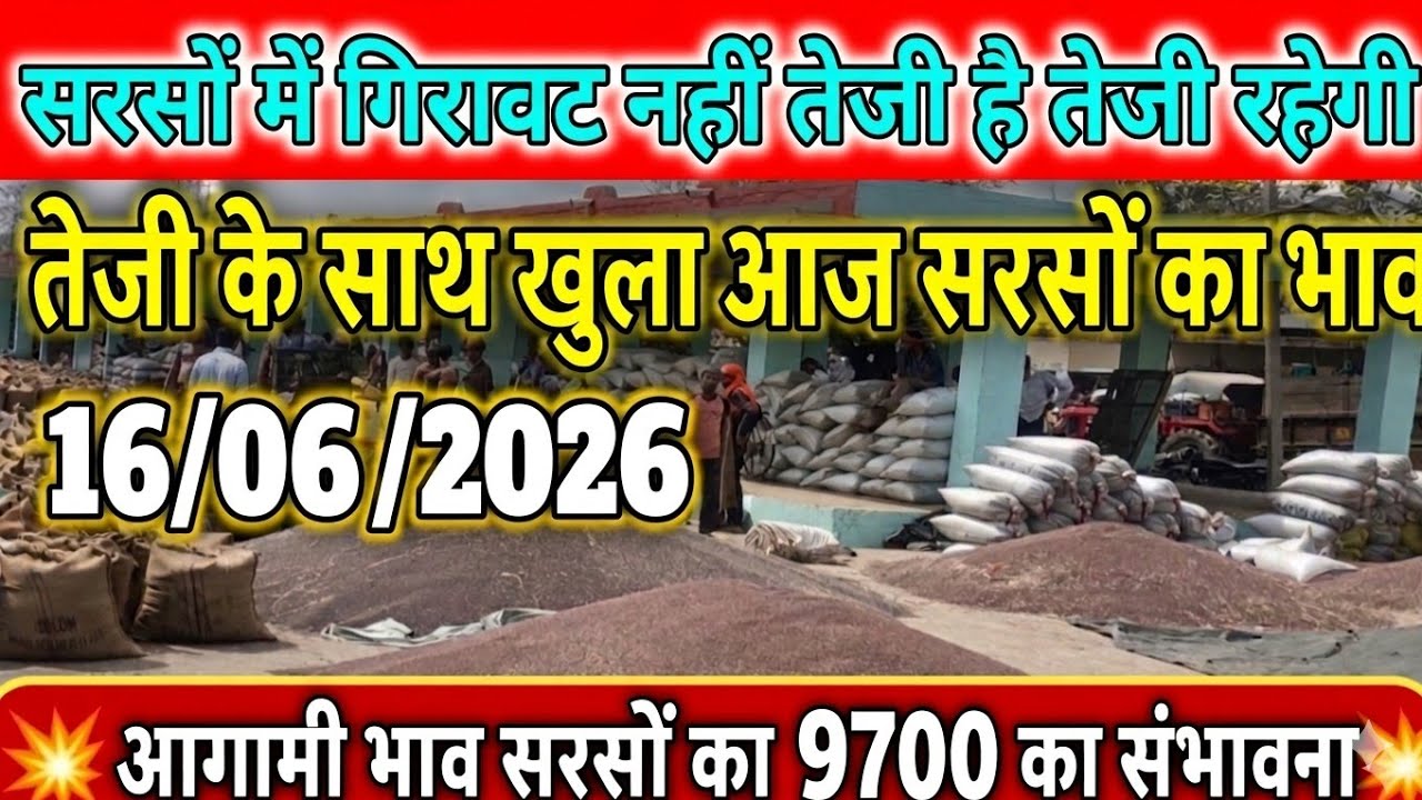  सरसों में उछाल/सरसों में गिरावट नहीं/जैसा सरसों वैसा भाव/आगे जबरदस्त तेजी/कच्ची घानी तेल में तेजी/