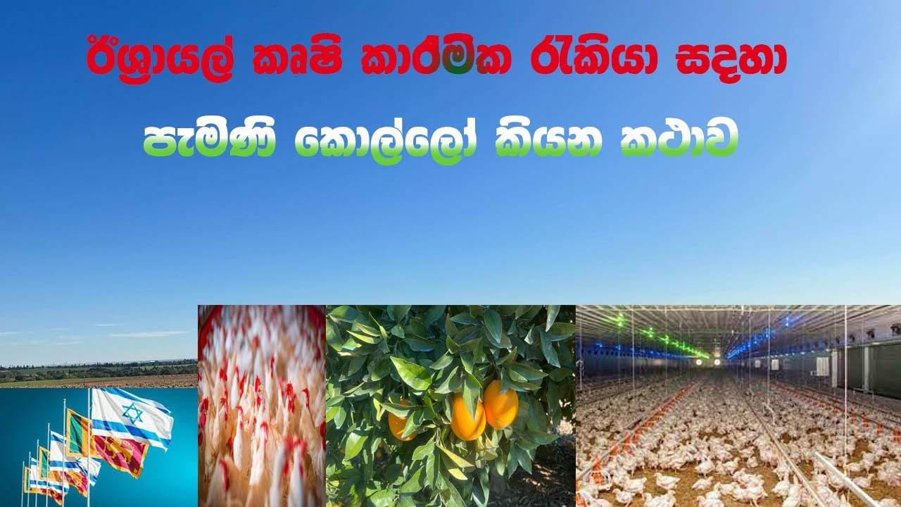 Israel  කෘෂිකාර්මික රැකියා සදහා පැමිණි අපේ කොල්ලෝ කියන කථාව
