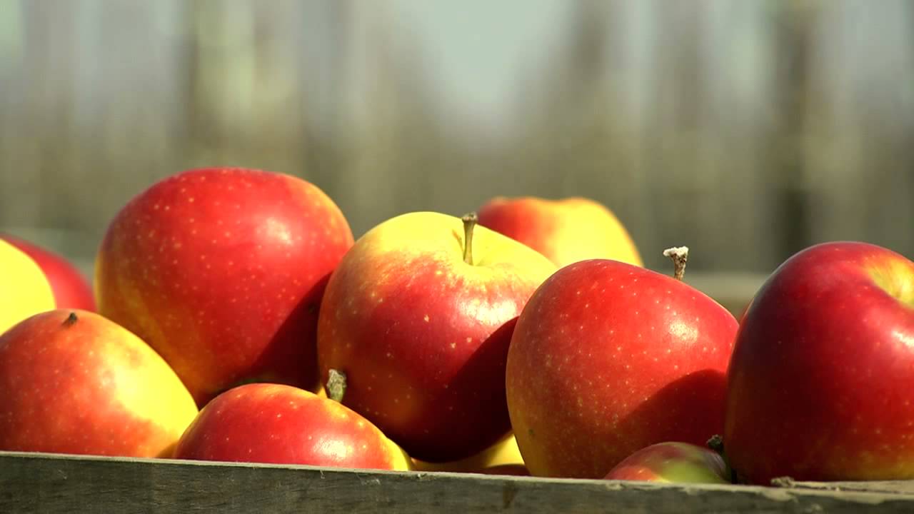 Kanzi® Apples Corporate Film