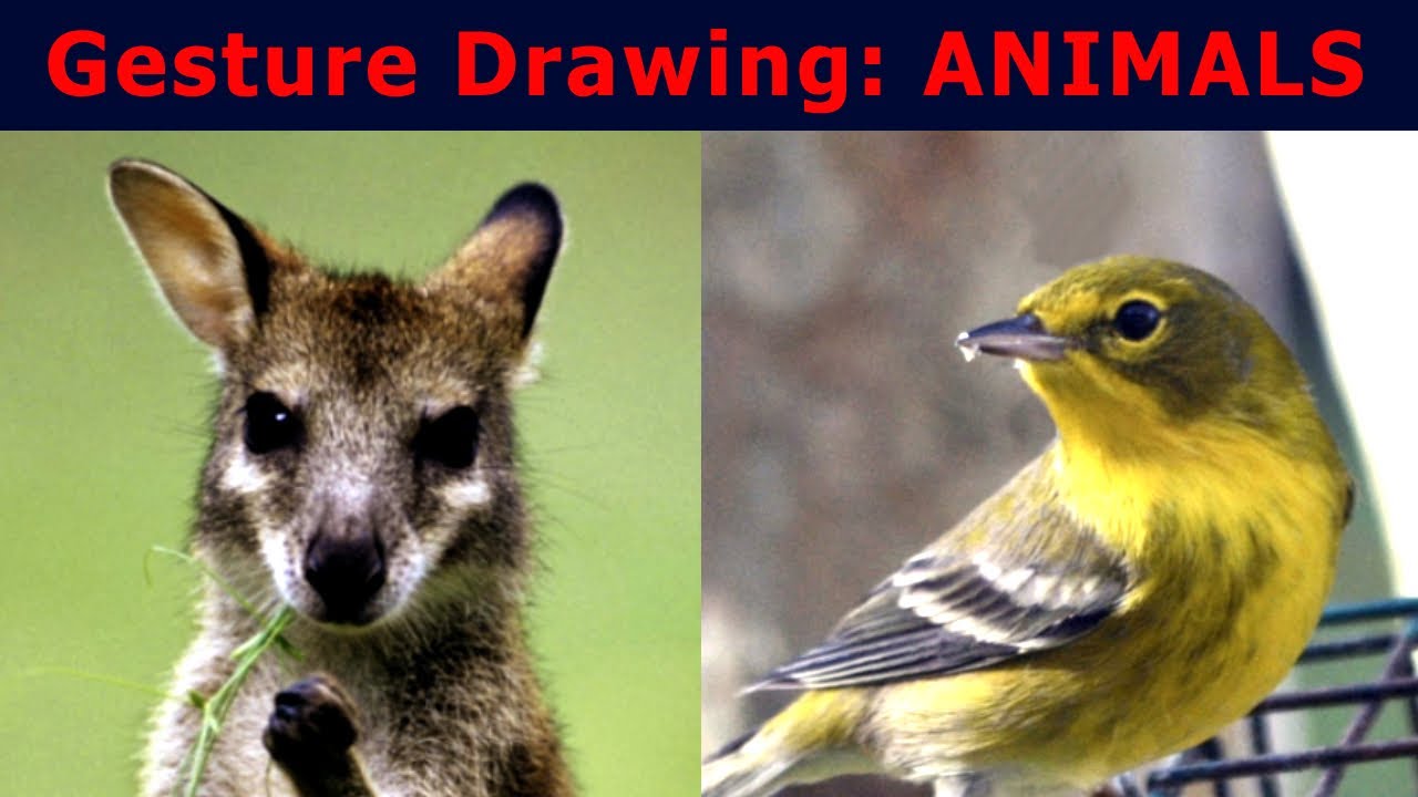 Animal Drawing Warm-Up: 3 Minute Poses