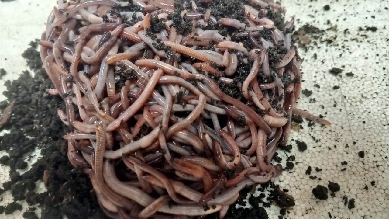 летний вечер вермера....