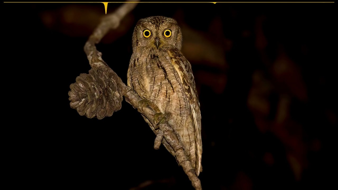 The sounds of the Eurasian scops owl