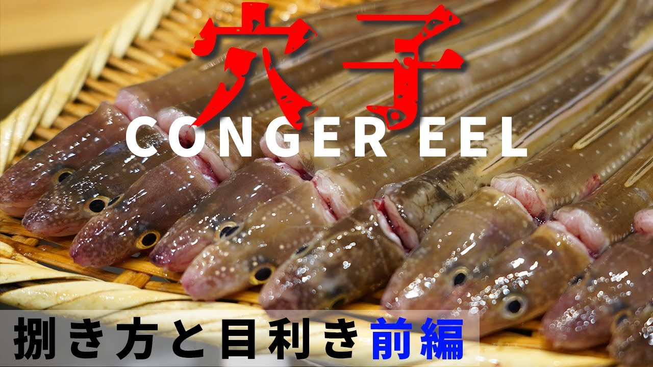 【目利きのポイント！】穴子の捌き方をはじめから丁寧に！【前編】