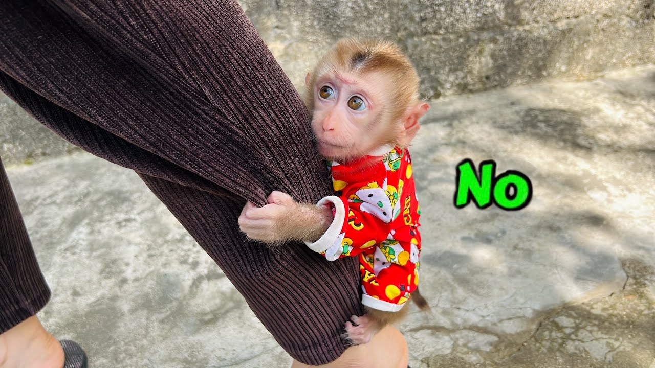 Baby monkey Tina didn't want to leave her mother and hugged her tightly