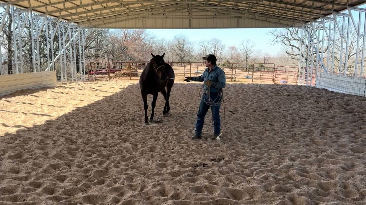 1st leading lesson on a very nice made 2 year old mare!