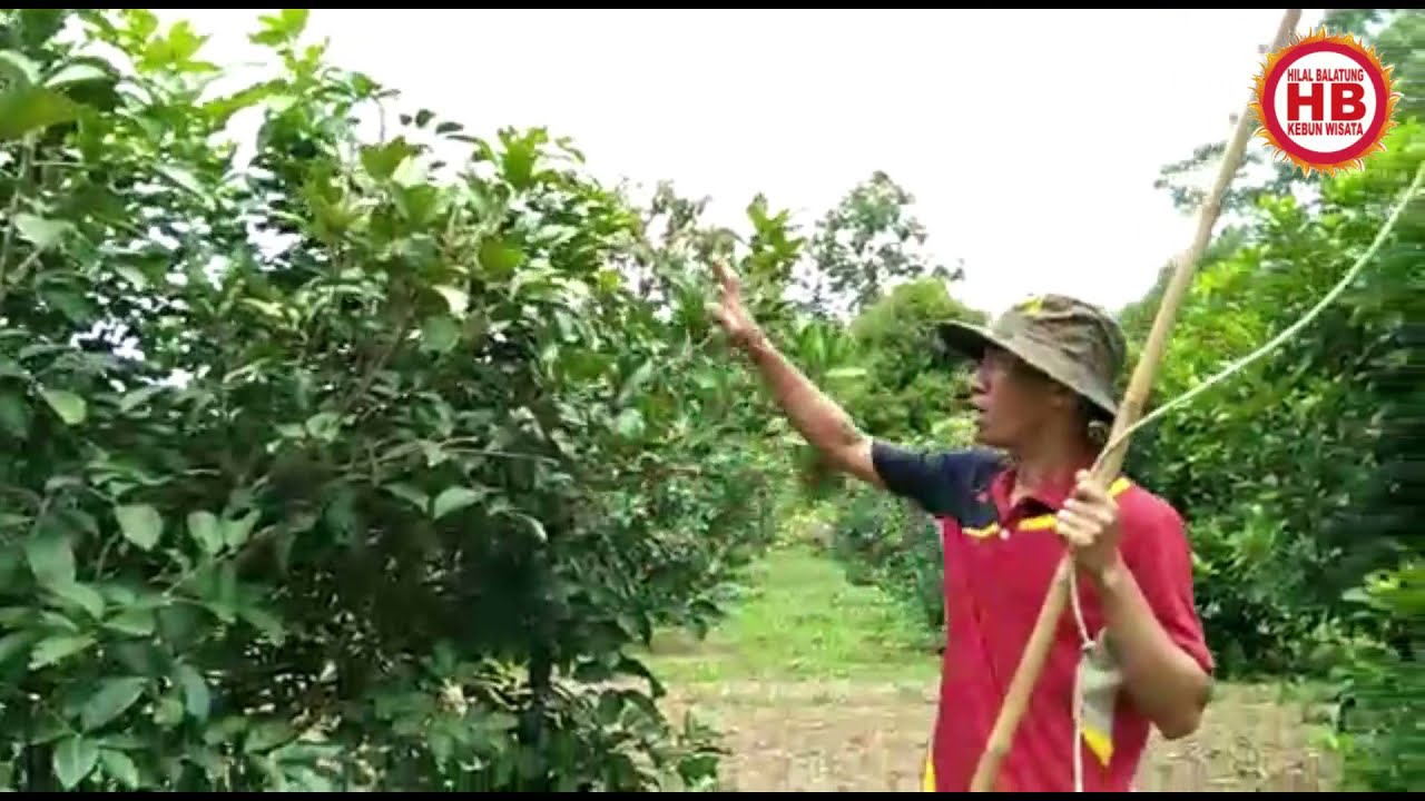 TEKNIK PERAWATAN POHON RAMBUTAN AGAR BERBUAH LEBAT