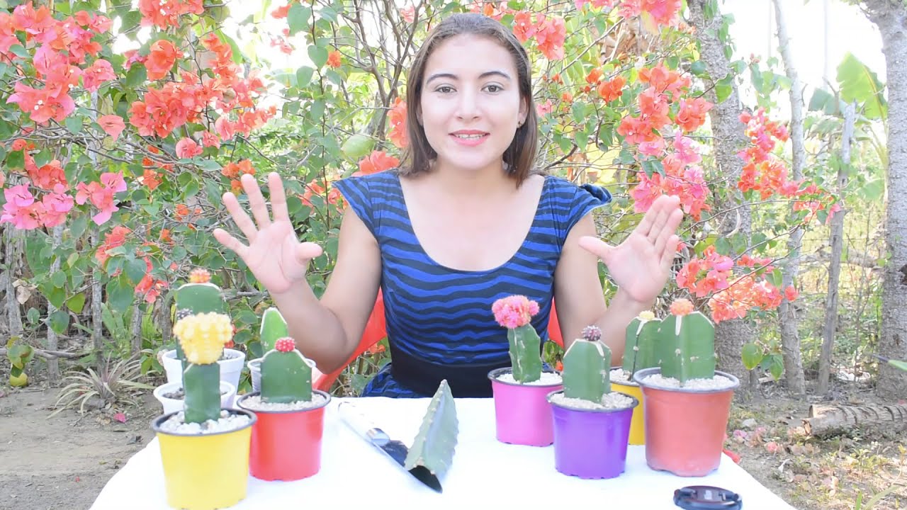 Cactus Coreano 'gymnocalycium | ¿Por qué tantos colores? | Historia | Como Injertarlo correctamente