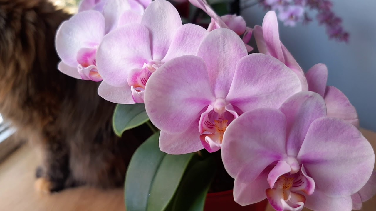 Phal. Miki Sakura `1327`