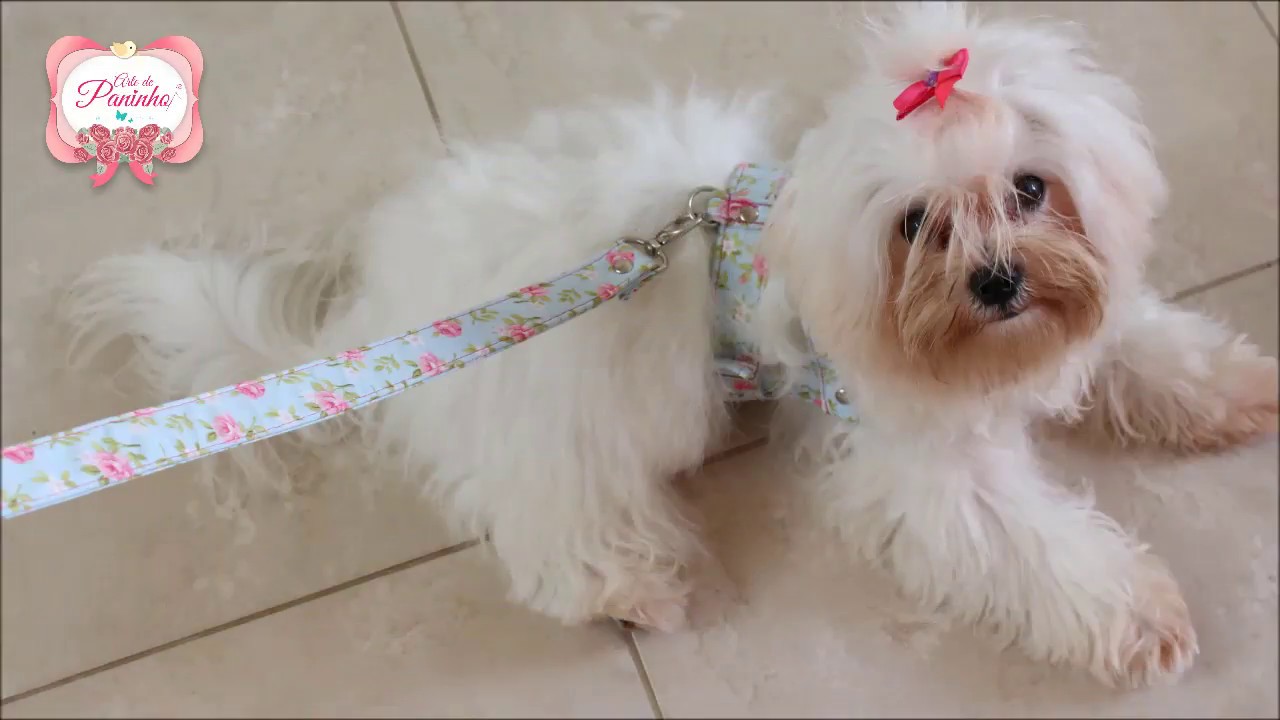 Como fazer uma linda  Coleira Peitoral  de Luxo Para Cães
