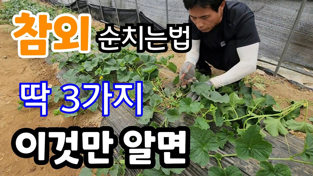 참외 순치는법 3가지  이것만 하면 달고 맛있는 참외가 주렁주렁