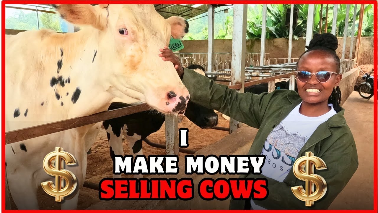 MAKE MILLIONS IN DAIRY SALES - STORY OF LIZZIE'S RISE TO RICHES . #farming #dairyfarming #garden