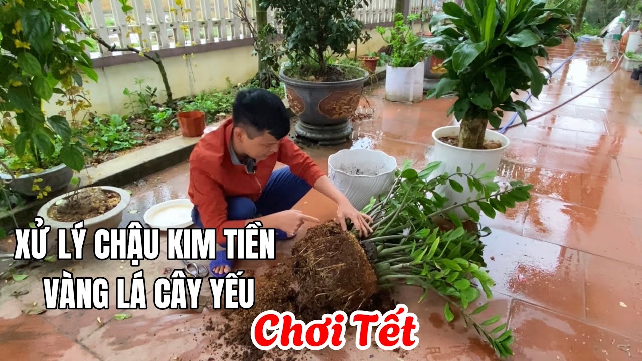 Xử lý chậu cây Kim Tiền bị vàng lá và cây yếu