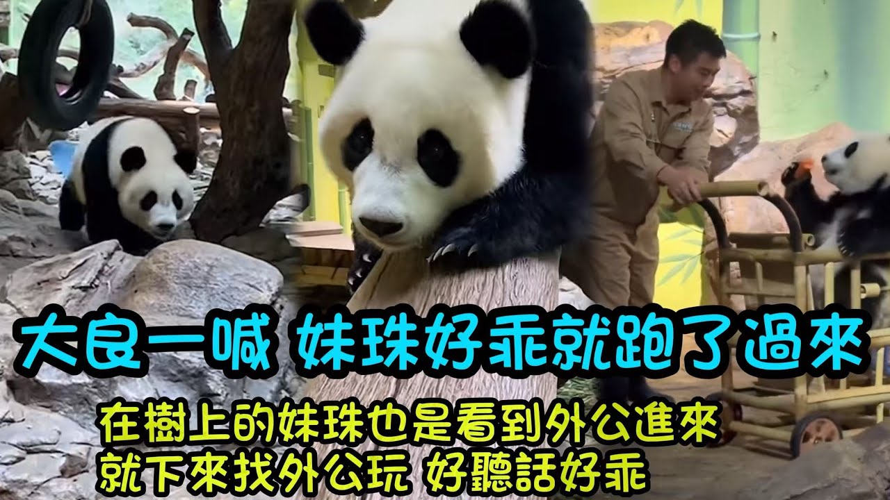 12月11日  好聰明好聽話的妹珠，大良外公一喊妹珠，妹珠小朋友馬上跑到外公這邊來玩#panda #cutepanda