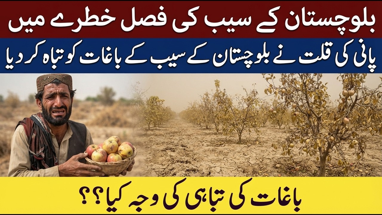 Balochistan's Apple Industry at Risk | Water Shortage Ruining Pakistan's Largest Apple Crop