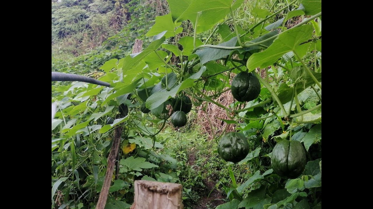 Guatila - Chayote