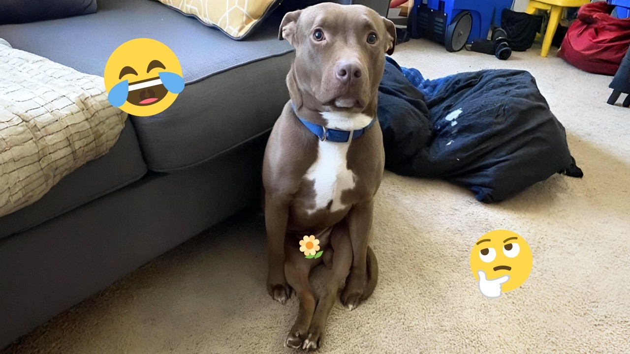 I'm 101% SURE that you will LAUGH EXTREMELY HARD- Funny Dog 2026 #280