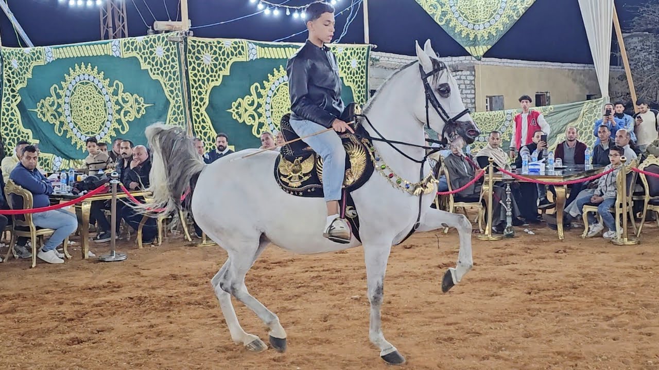 رقص خيل اصغر مدرب في مصر محمد هشام سرحان و فرفشة الداوود حفلة محمد عاشور 