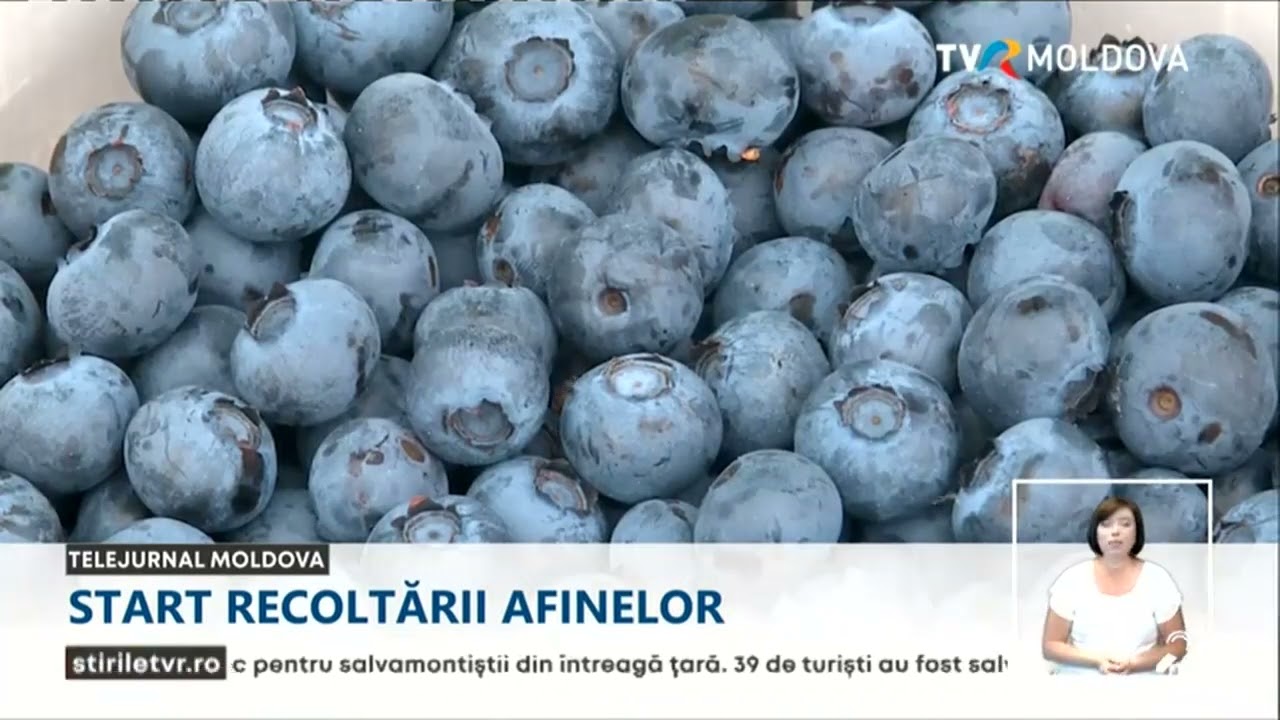 Un kilogram de afine costă în piețele din Republica Moldova mai mult decât unul de carne