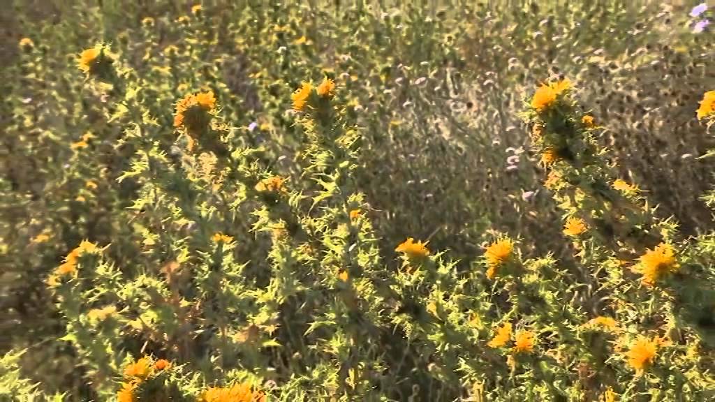 Escursione itinerario in Toscana da Marciana Pisa a Montenero Livorno