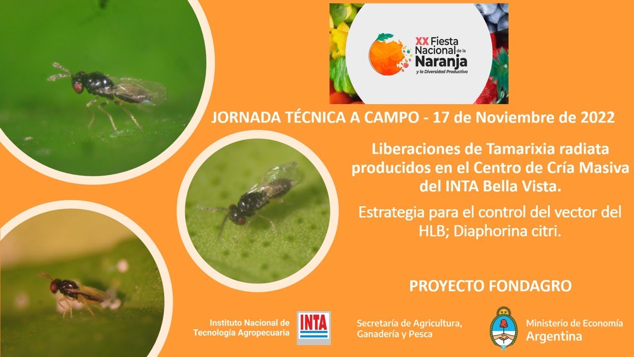 Liberaciones de Tamarixia radiata como estrategia de control de HLB - Proyecto FONDAGRO