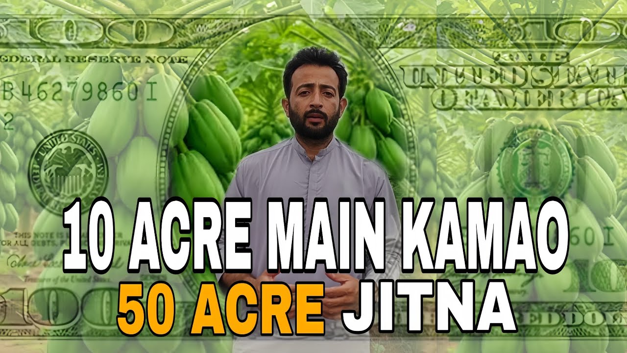 "How to Get 50 Acre Papaya Yield from Just 10 Acres" 