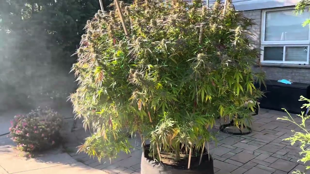 Cannabis Backyard Canada Grow Chemberry DarkHorse Generics and Zombie Kush Ripper Seeds